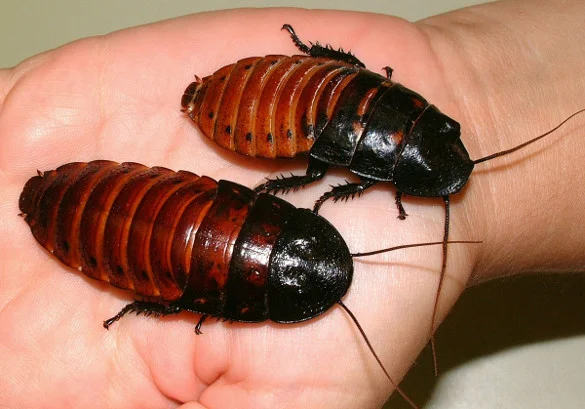 cockroach-ajax