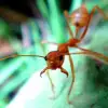 Ant Control Solutions for Durham Region Homes