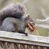 How to Get Squirrels Out of Your Attic